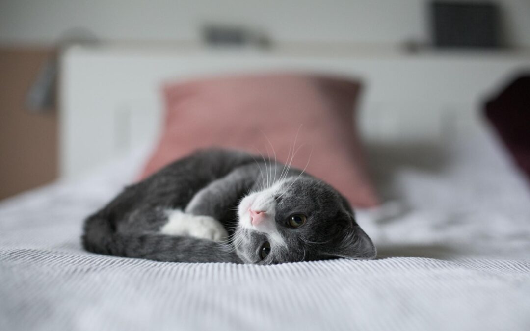 Mittens