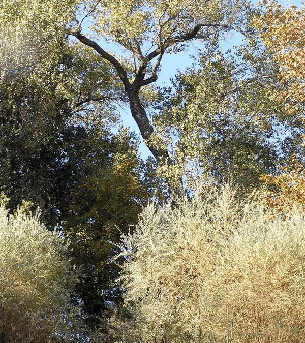 Meditation: Cottonwoods: Ten-Thousands Reasons Why