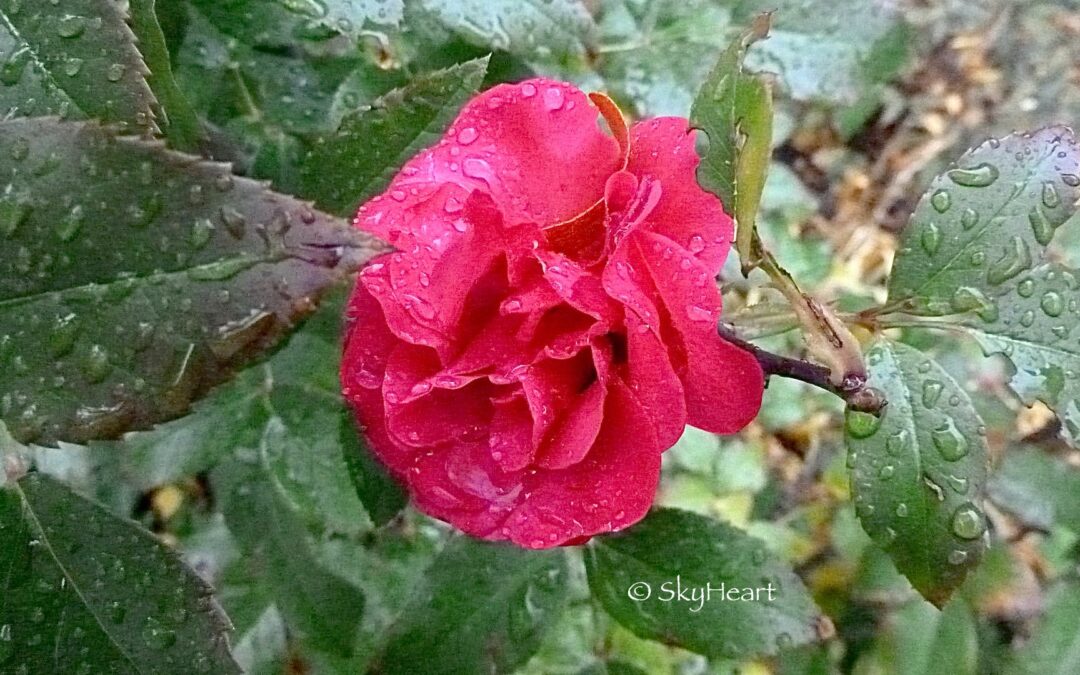 I Met Grief In A Dewdrop