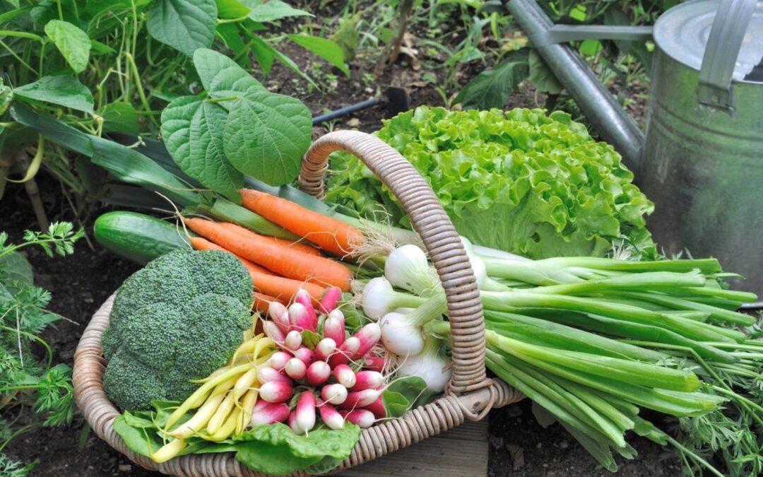 Vegetable Garden