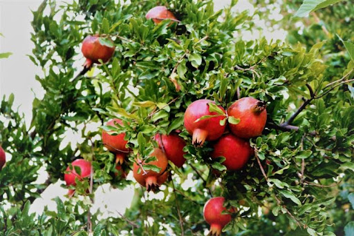 Pomegranate Trees