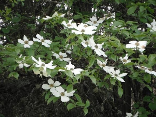 THE DOGWOOD TREE